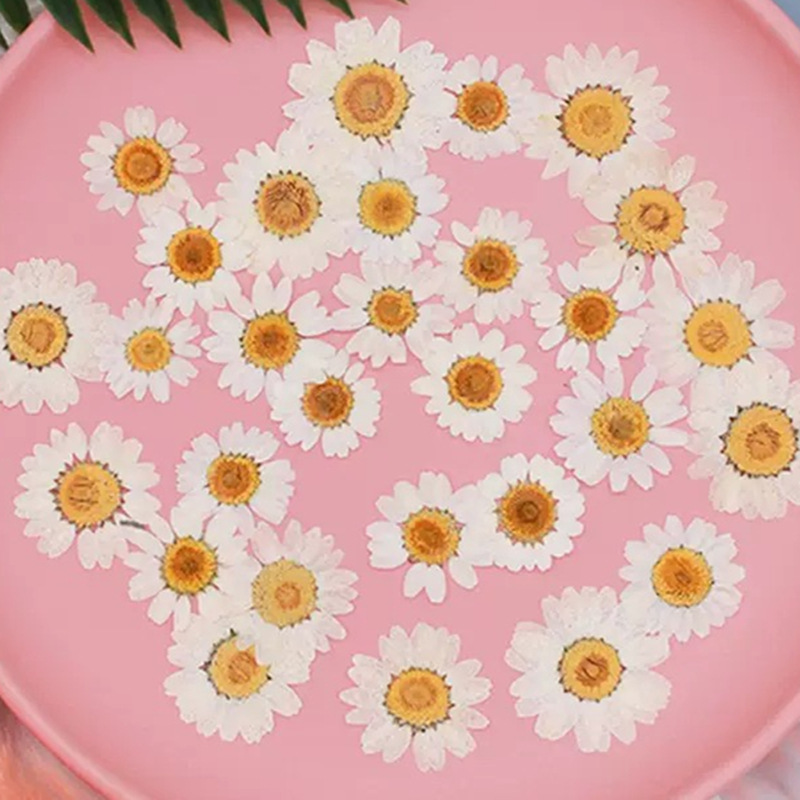 Resin Craft Ideas - 100 Buah Spesimen Tanaman Krisan Kristal