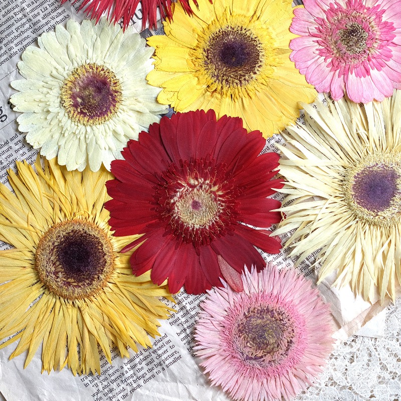 Resin Craft Ideas - 1pcs/7-9cm, Bunga Gerbera Kering Tekan Warna