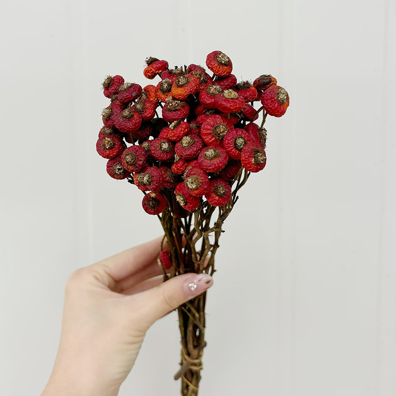 10pcs/Bundel Bunga Mawar Kerin - Dried Flower Bulk ulasan dan harga