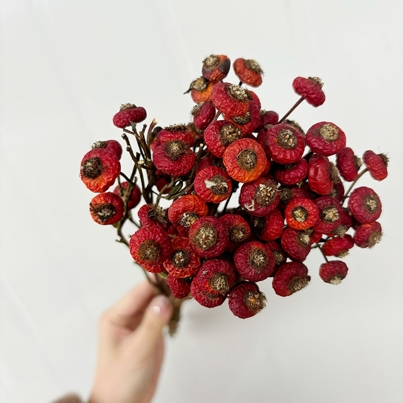 10pcs/Bundel Bunga Mawar Kerin - Dried Flower Bulk ulasan dan harga