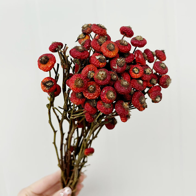 10pcs/Bundel Bunga Mawar Kerin - Dried Flower Bulk ulasan dan harga