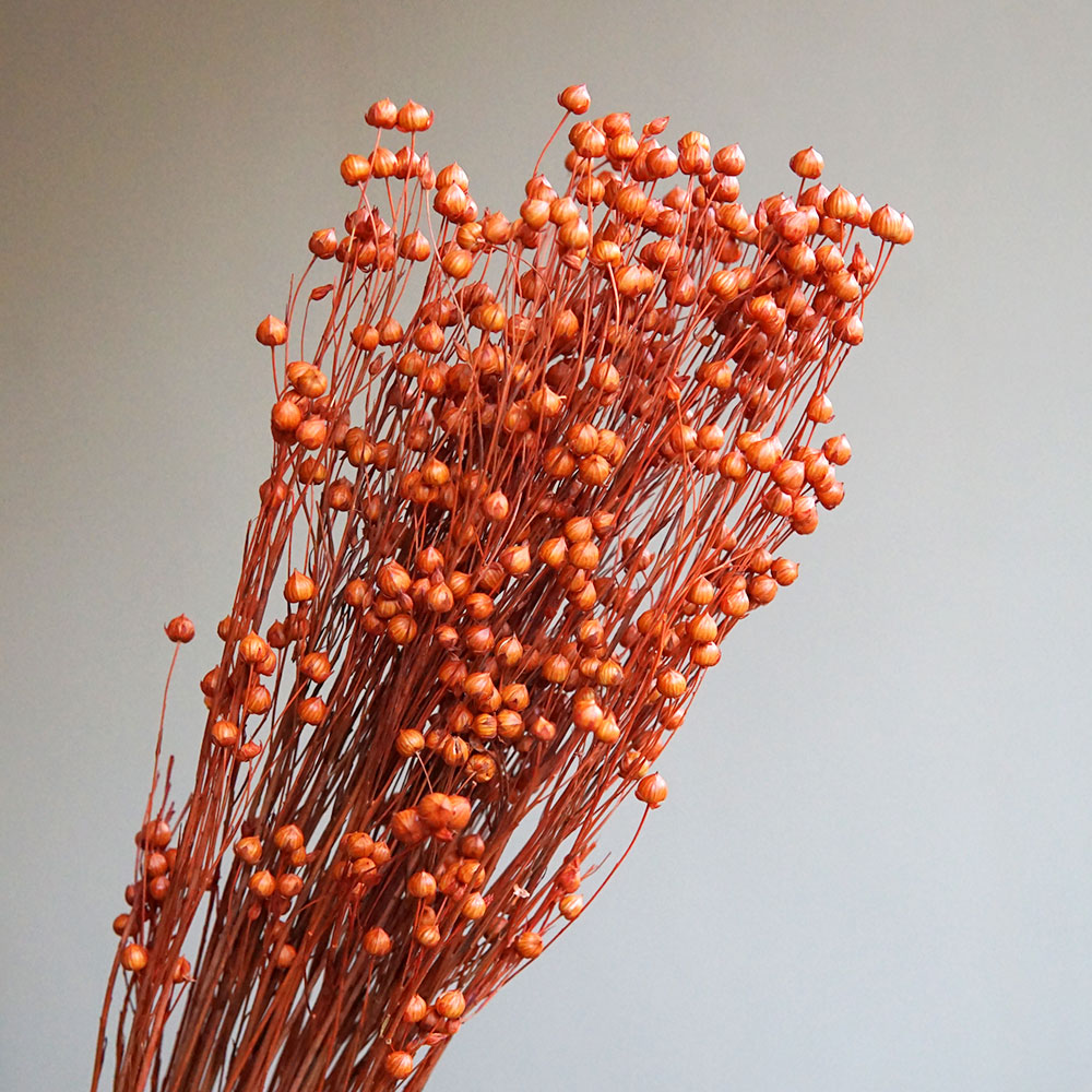 35g/Ormosia Hosiei Alami Bunga - Dried Flower Bulk ulasan dan harga