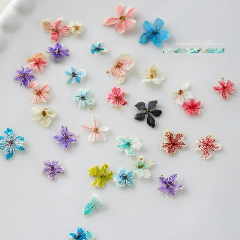 1PCS Bunga Kuku Musim Panas Gr - Dried Flower Bulk ulasan dan harga