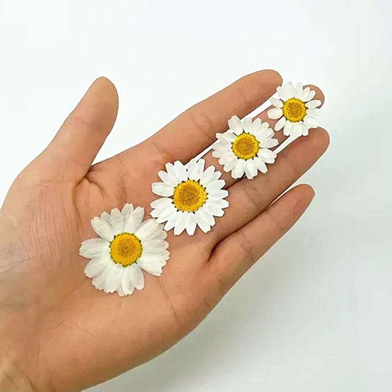 100 Buah Spesimen Tanaman Kris - Resin Craft Ideas ulasan dan harga