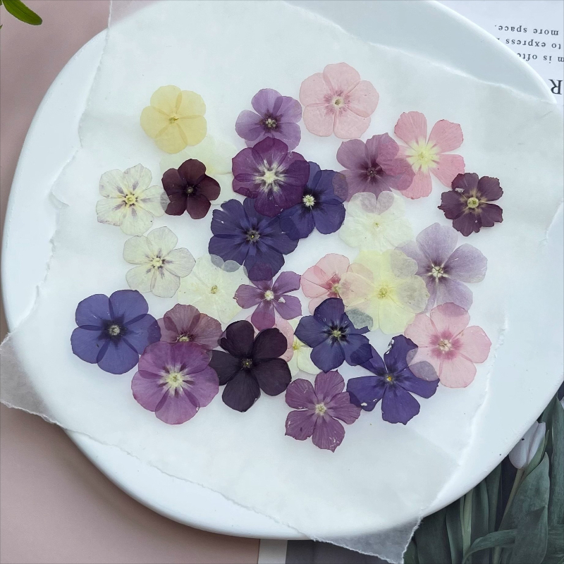 12pcs, Bunga Kering Tekan Semi - Resin Craft Ideas ulasan dan harga