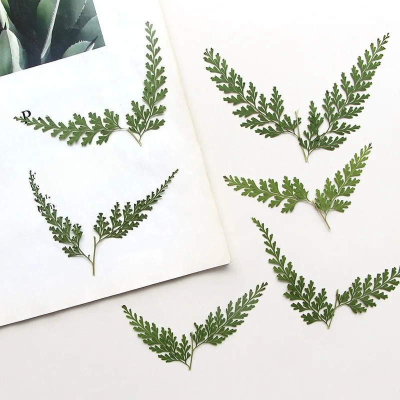 Nature Fern dipencet cabang, b - Dried Flower Bulk ulasan dan harga