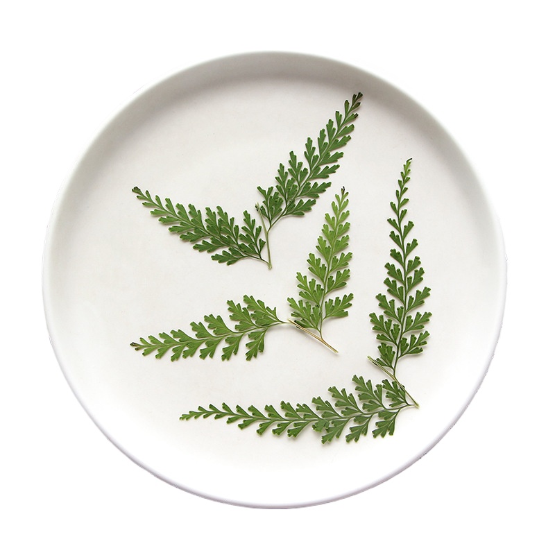 Nature Fern dipencet cabang, b - Dried Flower Bulk ulasan dan harga