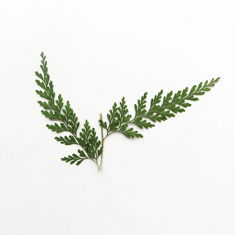 Nature Fern dipencet cabang, b - Dried Flower Bulk ulasan dan harga
