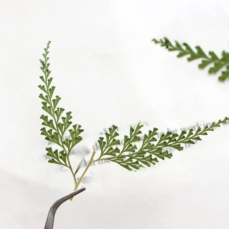 Nature Fern dipencet cabang, b - Dried Flower Bulk ulasan dan harga